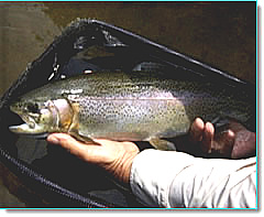 Fly Fishing for Trout